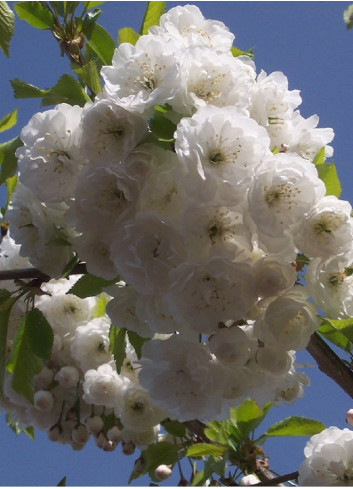 PRUNUS avium PLENA (Merisier à fleurs doubles)