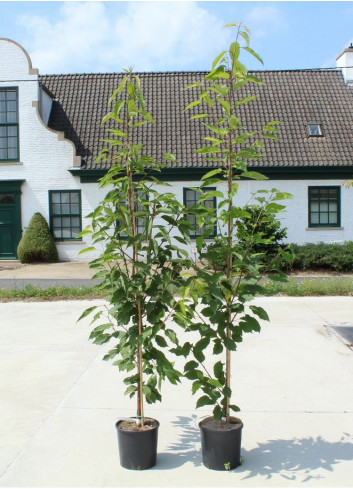 PRUNUS avium PLENA (Merisier à fleurs doubles) En pot de 12-15 litres forme baliveau hauteur 150-200 cm