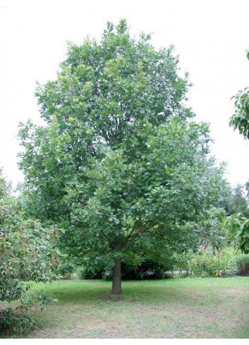 QUERCUS frainetto (Chêne de Hongrie)