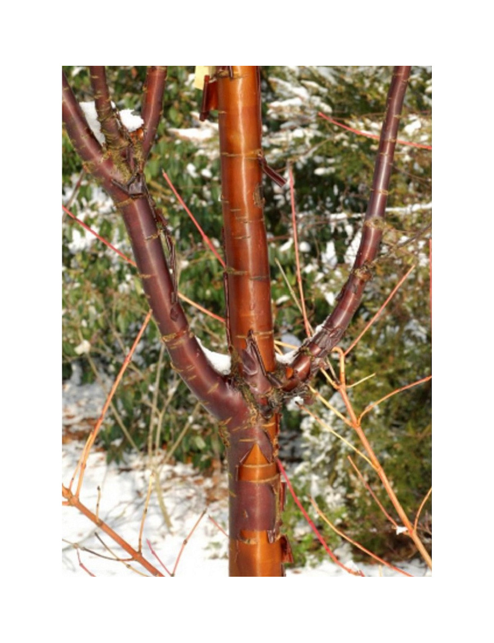 PRUNUS serrula AMBER SCOTS ® (Cerisier du Tibet Amber Scots ®)1