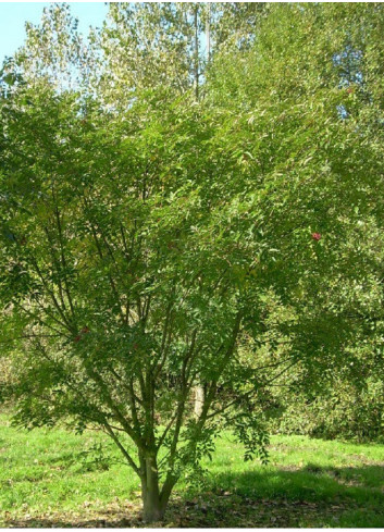 EUODIA daniellii ou Tetradium daniellii var. hupehensis (Arbre à miel)
