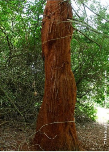 SEQUOIA sempervirens (Séquoia à feuilles d'if, Red wood de Californie)1