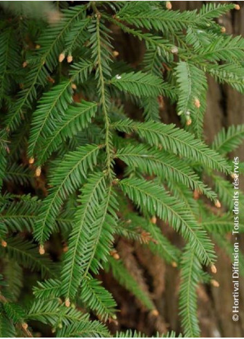 SEQUOIA sempervirens (Séquoia à feuilles d'if, Red wood de Californie)