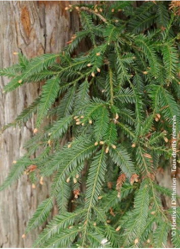SEQUOIA sempervirens (Séquoia à feuilles d'if, Red wood de Californie)2