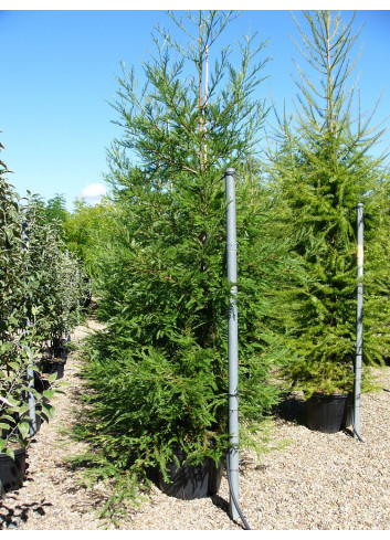 SEQUOIA sempervirens (Séquoia à feuilles d'if, Red wood de Californie) En pot de 70-90 litres