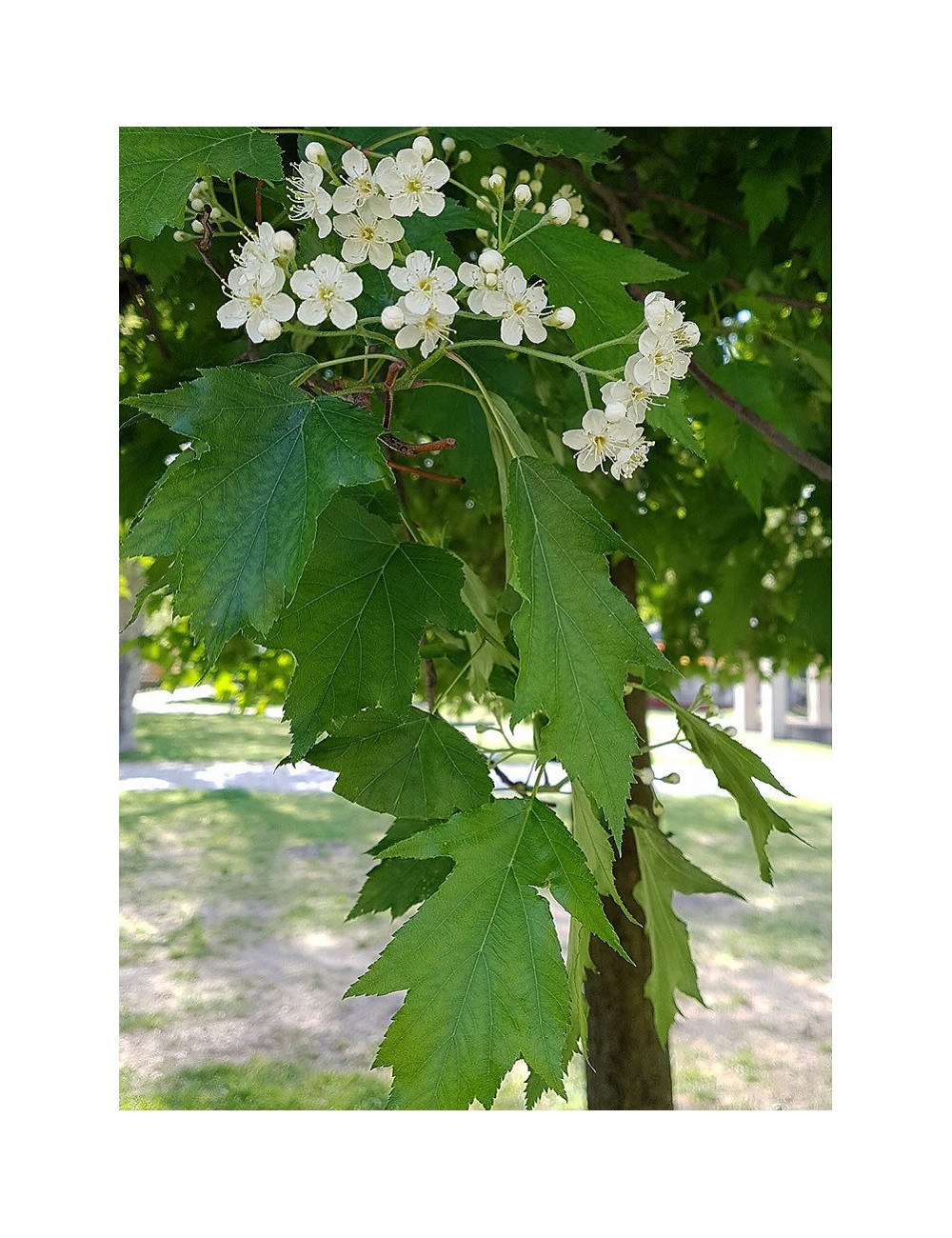 SORBUS torminalis (Alisier torminal)3