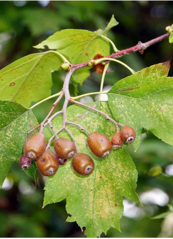 SORBUS torminalis (Alisier torminal)2