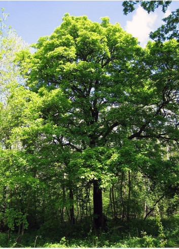 SORBUS torminalis (Alisier torminal)