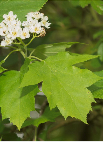 SORBUS torminalis (Alisier torminal)1