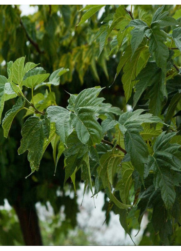 MORUS kagayamae FRUITLESS (Mûrier platane Stérile)