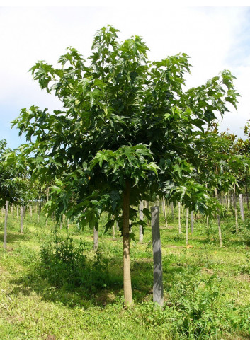 MORUS kagayamae FRUITLESS (Mûrier platane Stérile)