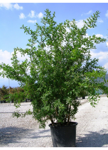 PUNICA granatum (Grenadier à fruits) En pot de 50-70 litres forme buisson hauteur 150-175 cm