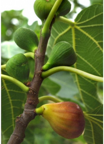FIGUIER MADELEINE DES DEUX SAISONS (Ficus carica)