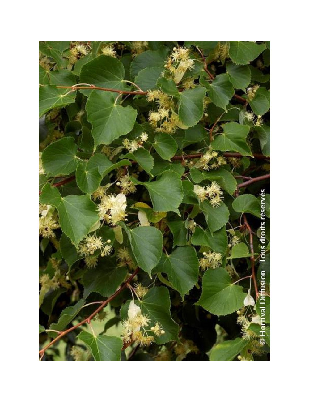 TILIA platyphyllos RUBRA (Tilleul à grandes feuilles Rubra)