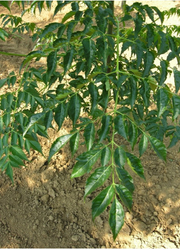 melia-azedarach-melia-azedarach-margousier-a-feuilles-de-frene-lilas-de-perse-melia-faux-neem-3