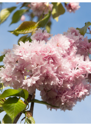 PRUNUS KIKU-SHIDARE-ZAKURA (Cerisier à fleurs pleureur)