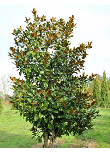 MAGNOLIA grandiflora GALISSONIENSIS (Magnolia à grandes fleurs)