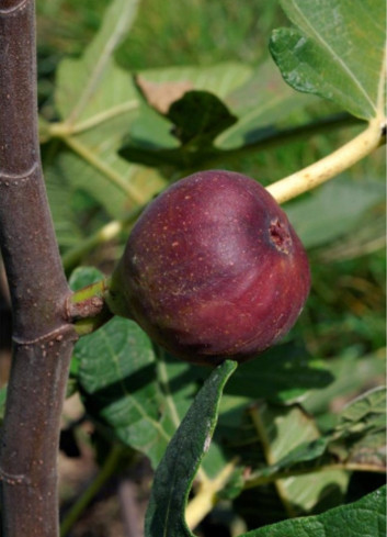 FIGUIER ROUGE DE BORDEAUX - PASTILIÈRE (Ficus carica)