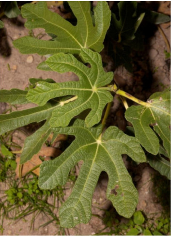 FIGUIER ROUGE DE BORDEAUX - PASTILIÈRE (Ficus carica)