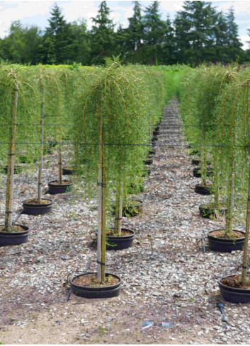 caragana-arborescens-walker-acacia-jaune-en-pot-de-15-20-litres-forme-tige-hauteur-du-tronc-110-130-cm