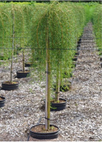caragana-arborescens-walker-acacia-jaune-en-pot-de-15-20-litres-forme-tige-hauteur-du-tronc-110-130-cm1