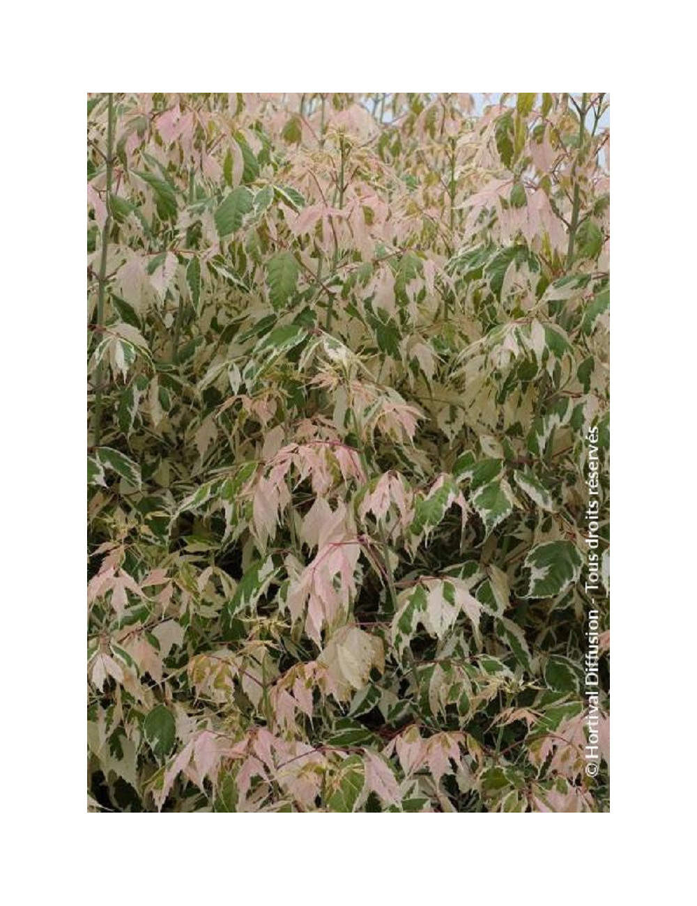 acer-negundo-flamingo-erable-a-feuilles-de-frene-flamingo