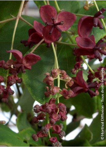 AKEBIA quinata (Akébie à cinq feuilles)