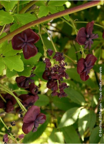 AKEBIA quinata (Akébie à cinq feuilles)