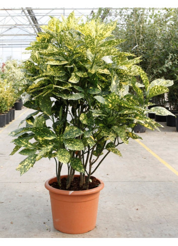 AUCUBA japonica CROTONIFOLIA (Aucuba à feuilles de croton) En pot de 15-20 litres forme buisson hauteur 080-100 cm
