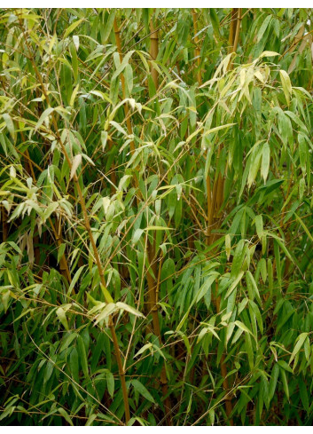 PHYLLOSTACHYS aureosulcata AUREOCAULIS (Bambou jaune)