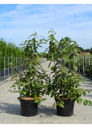 CALLICARPA bodinieri PROFUSION (Arbuste aux bonbons) En pot de 10-12 litres forme buisson hauteur 060-080 cm