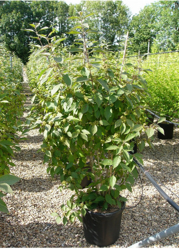CALLICARPA bodinieri PROFUSION (Arbuste aux bonbons) En pot de 15-20 litres forme buisson hauteur 125-150 cm