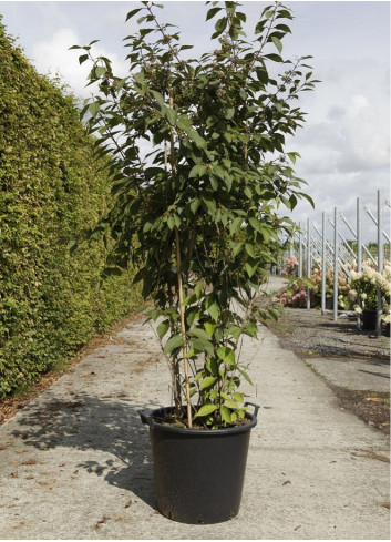 CALLICARPA bodinieri PROFUSION (Arbuste aux bonbons) En pot de 50-70 litres forme buisson hauteur 150-175 cm