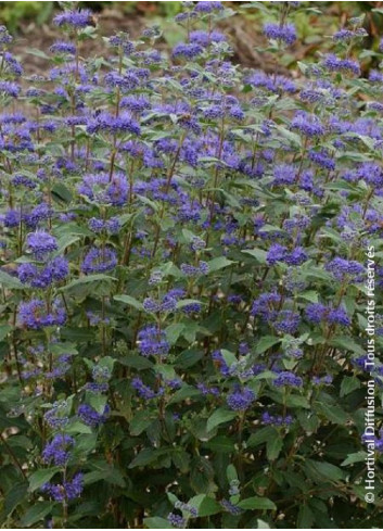 CARYOPTERIS clandonensis GRAND BLEU® (Barbe bleue)