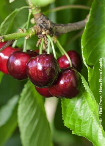 CERISIER bigarreau MOREAU (Prunus avium)