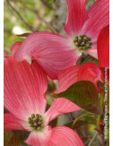 CORNUS florida RUBRA (Cornouiller de Floride à fleurs roses)