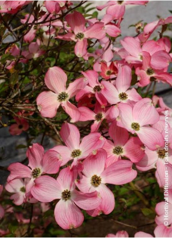 CORNUS florida RUBRA (Cornouiller de Floride à fleurs roses)