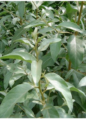 ELAEAGNUS angustifolia (Olivier de Bohème)