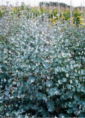 EUCALYPTUS gunnii (Eucalyptus de Gunn, gommier)