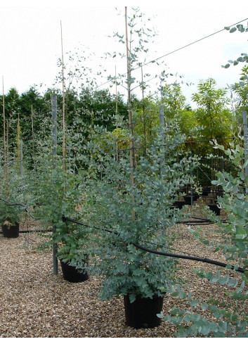 EUCALYPTUS gunnii (Eucalyptus de Gunn, gommier) En pot de 25-30 litres forme baliveau