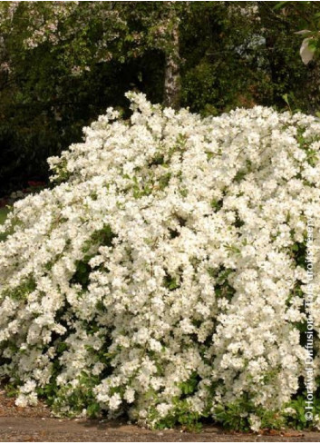 EXOCHORDA macrantha THE BRIDE (Arbuste aux perles)