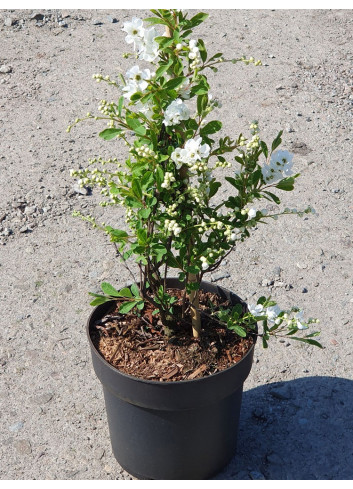 EXOCHORDA macrantha THE BRIDE (Arbuste aux perles) En pot de 4-5 litres forme buisson