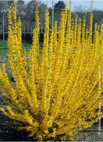 FORSYTHIA intermedia LYNWOOD GOLD (Forsythia Lynwood ou Mimosa de Paris Lynwood)