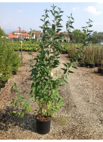 FORSYTHIA intermedia LYNWOOD GOLD (Forsythia Lynwood ou Mimosa de Paris Lynwood) En pot de 7-10 litres forme buisson