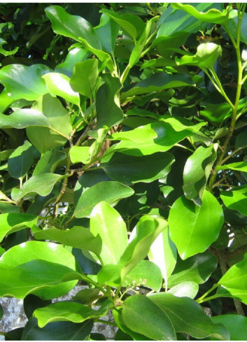 GRISELINIA littoralis (Griseline du littoral)