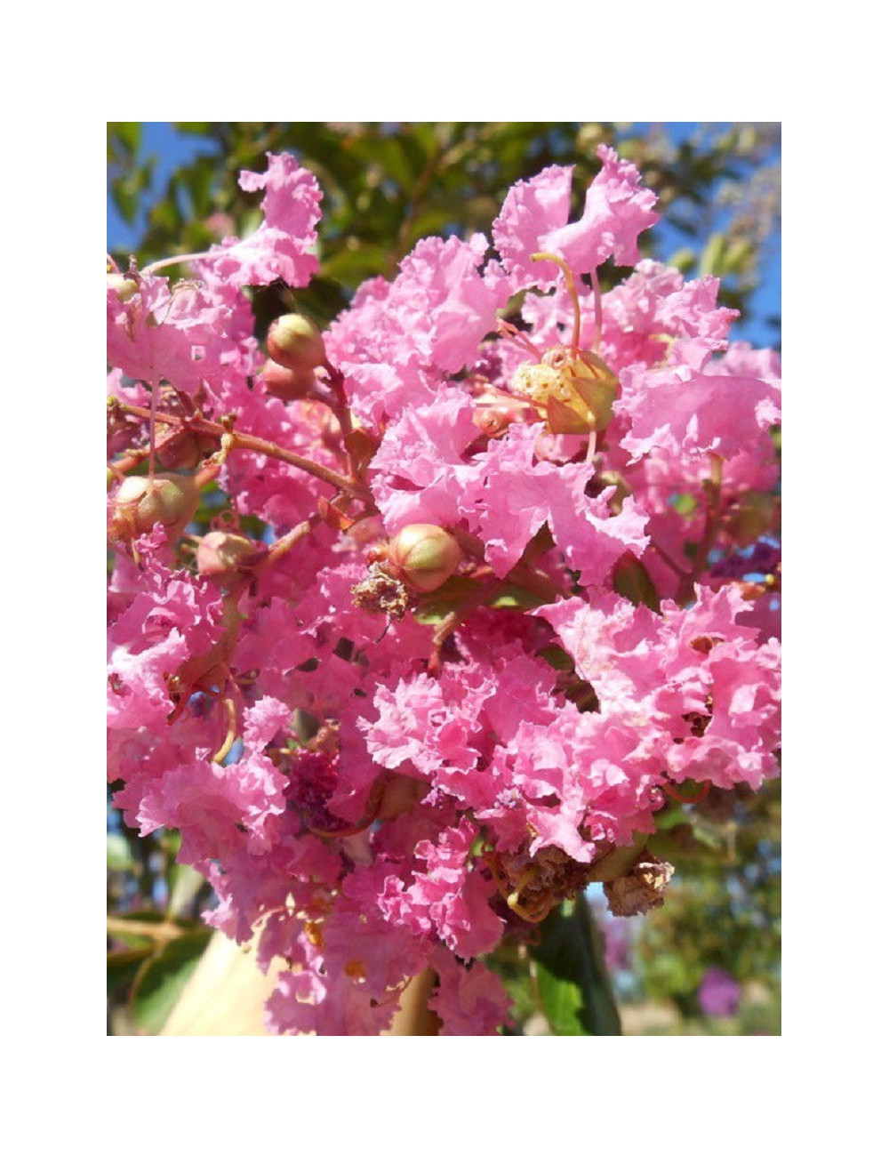LAGERSTROEMIA MONTBAZILLAC® (Lilas des Indes)