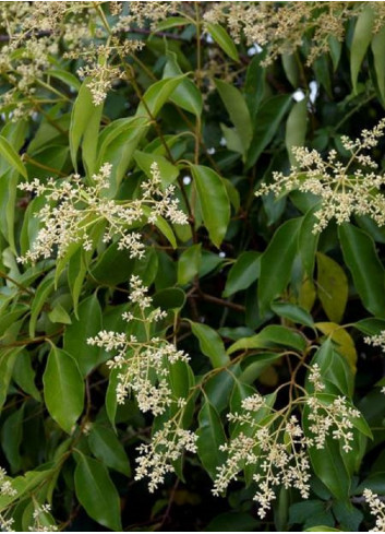 LIGUSTRUM japonicum (Troène du Japon)