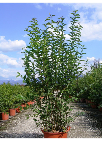 LIGUSTRUM japonicum (Troène du Japon) En pot de 35-50 litres forme buisson