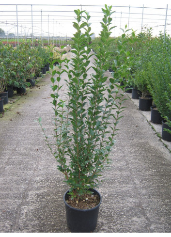 LIGUSTRUM ovalifolium (Troène de Californie) En pot de 10-12 litres forme buisson