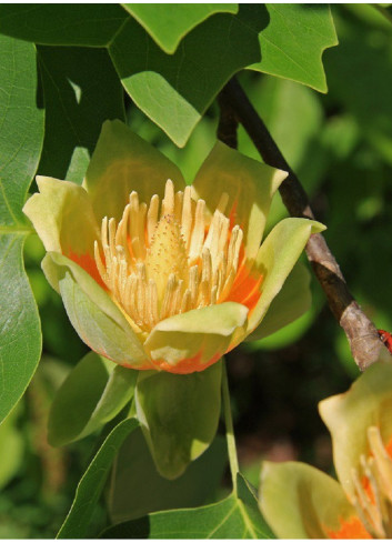 LIRIODENDRON tulipifera (Tulipier de Virginie)